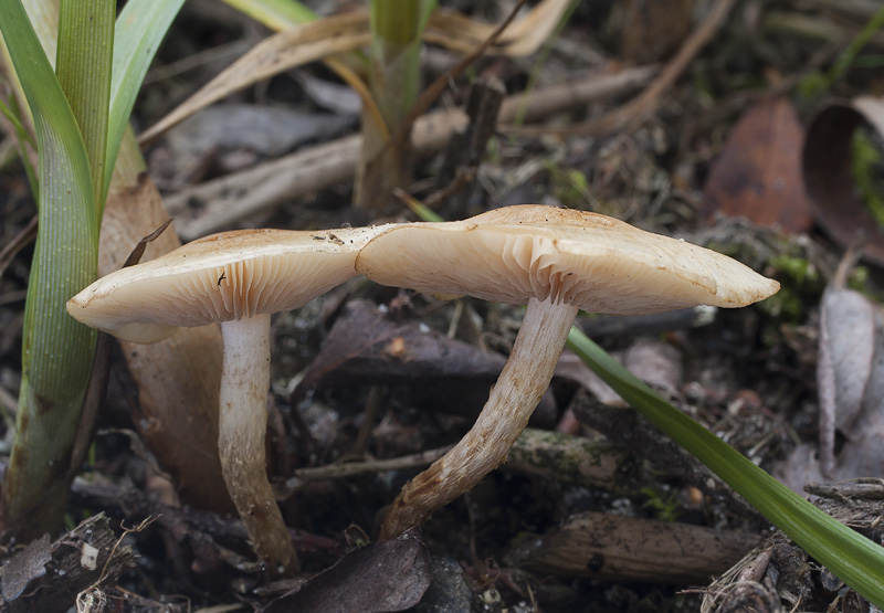 Pholiota conissans 